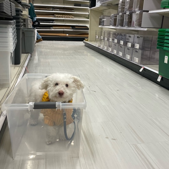 🦄⚡️💕🛼⭐️LIKE THIS LISTING TO BE NOTIFIED⭐️🛼💕⚡️🦄 - Picture 4 of 4